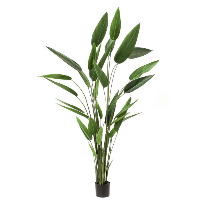 Helikonia