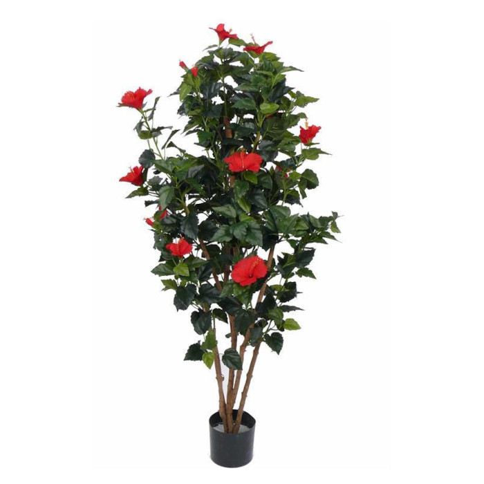 Hibiskus