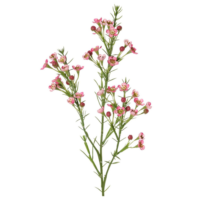 Vaxblomma