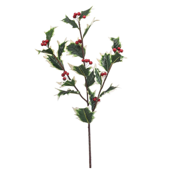 Ilex