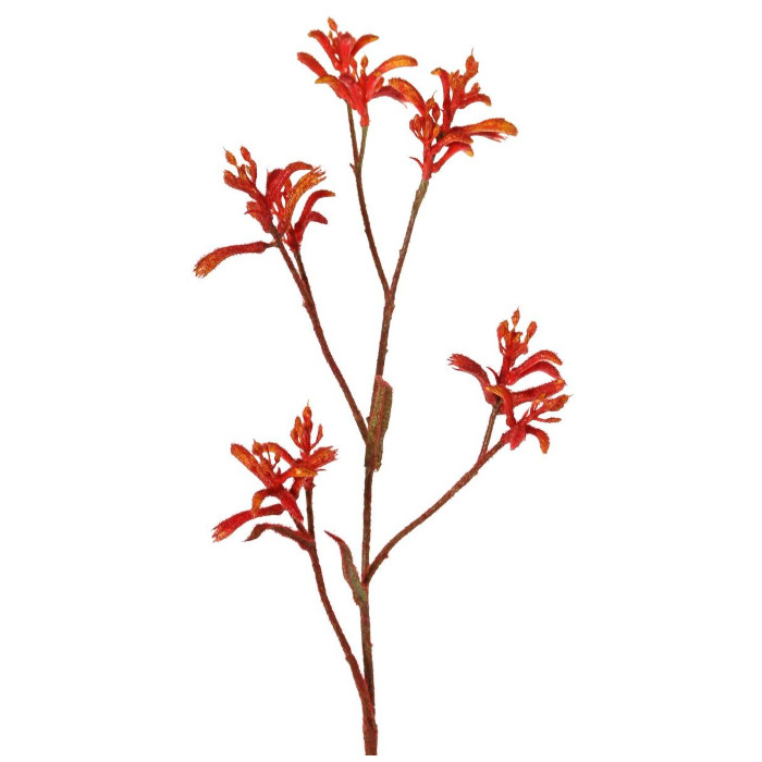 Känguublommor