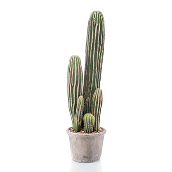 San Pedro-kaktus
