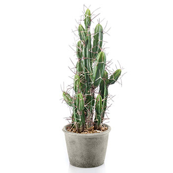 Stetsonia kaktus