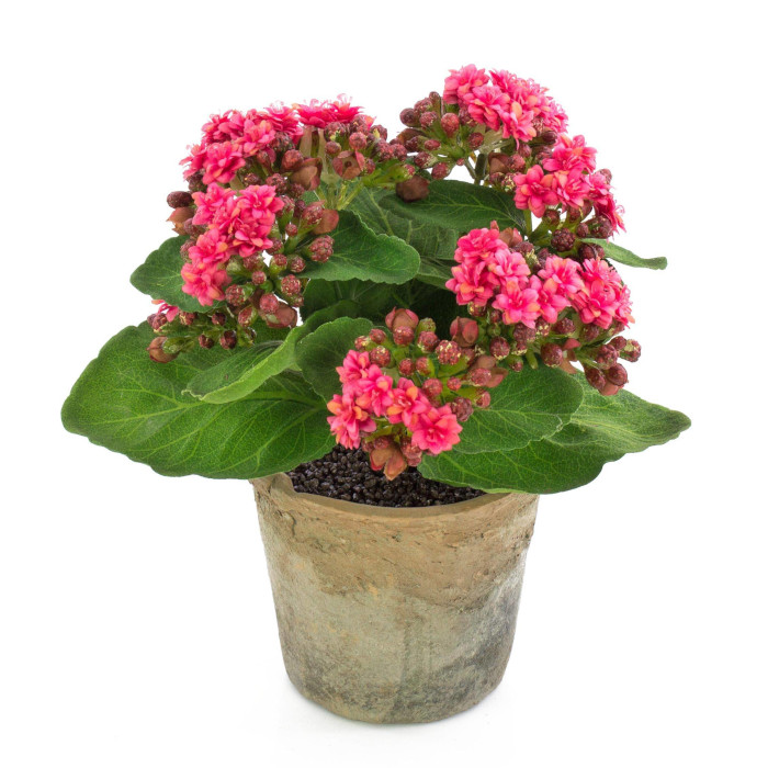 Kalanchoe