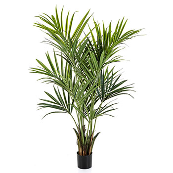 Kentia