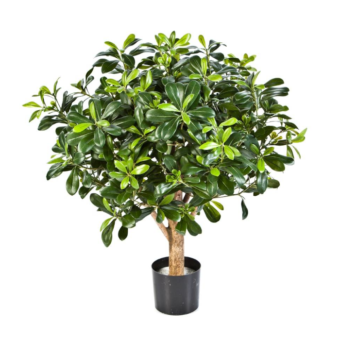Pittosporum