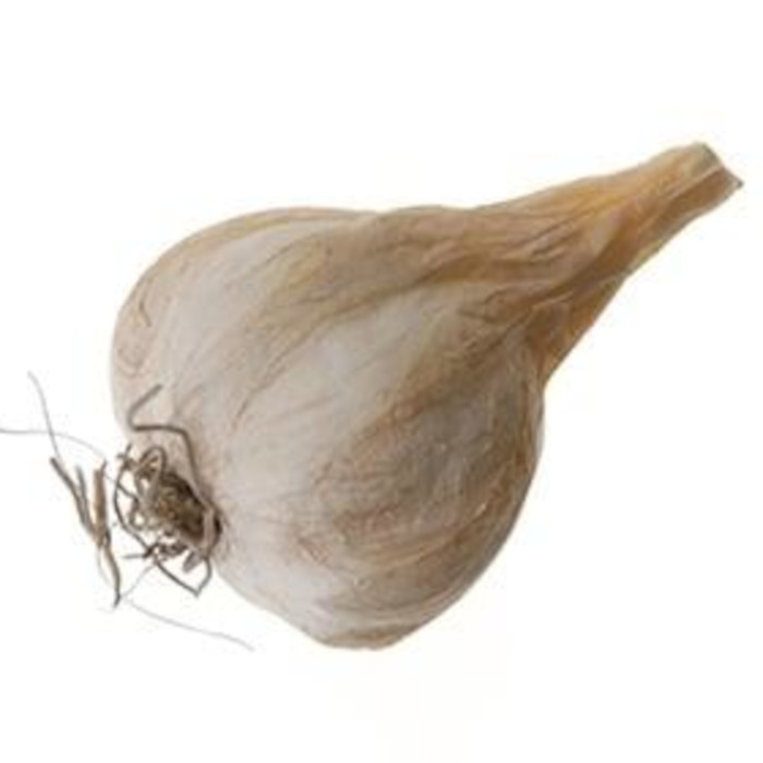Vitlök