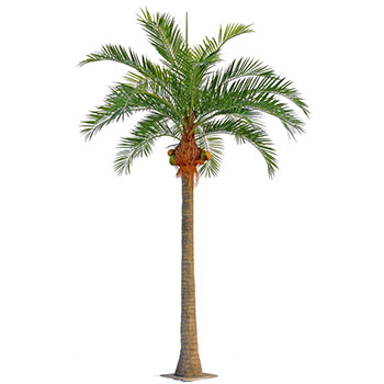 Kokospalm