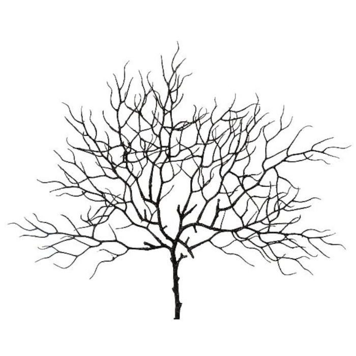 Korall
