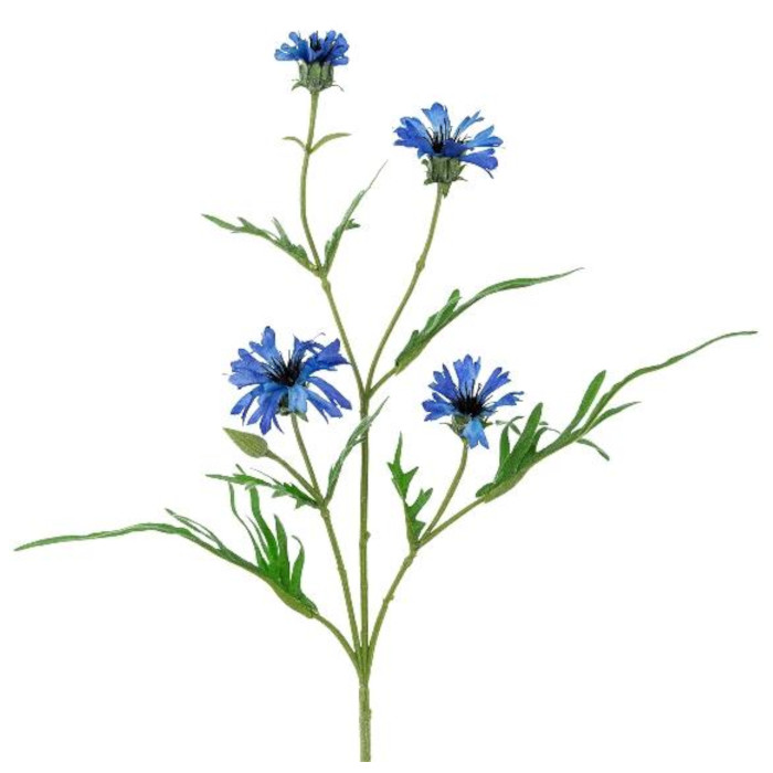 Blåklintar