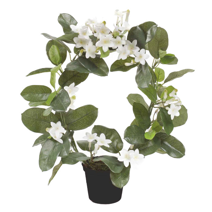 Stephanotis