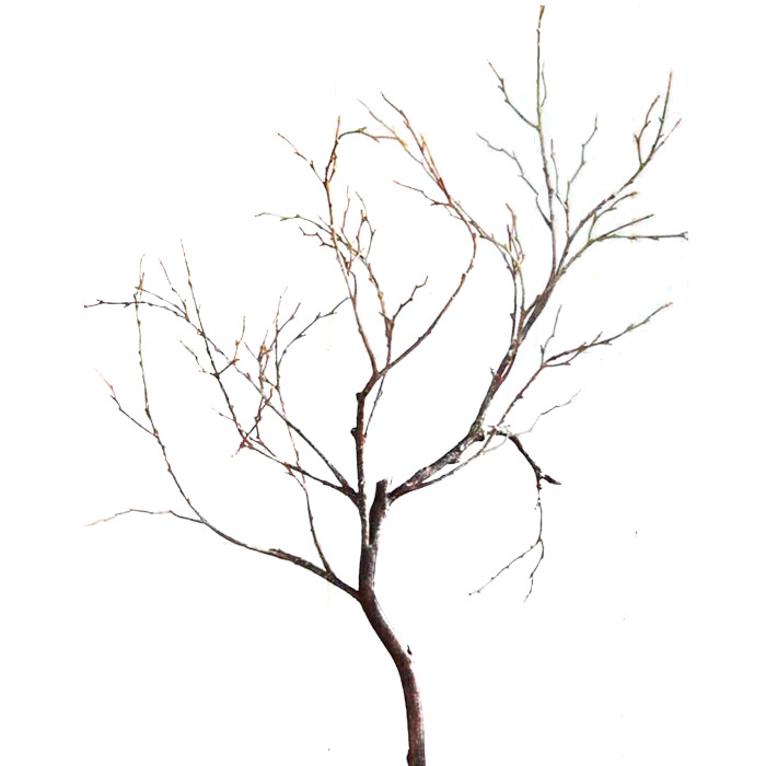 Getapel