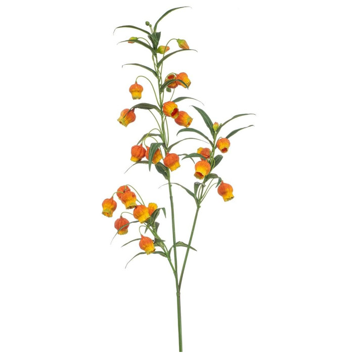 Sandersonia