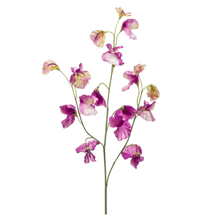 Lathyrus