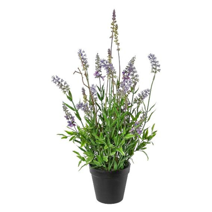 Lavendel