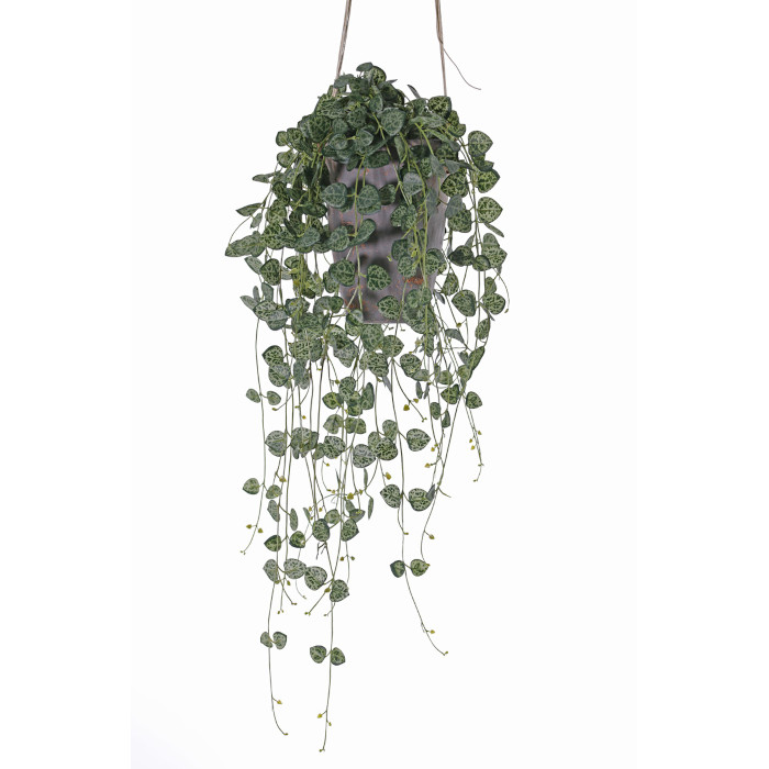 Ceropegia