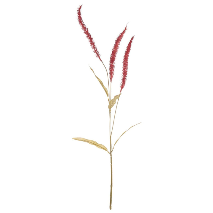 Liriope