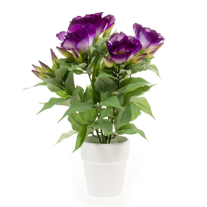 Lisianthus