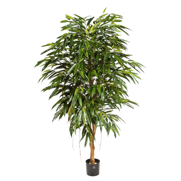 Longifolia