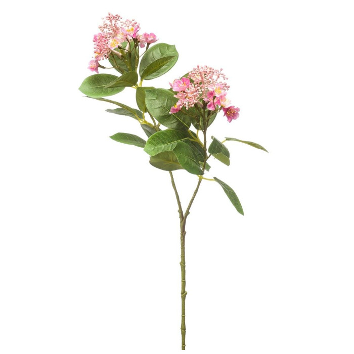 Kalmia