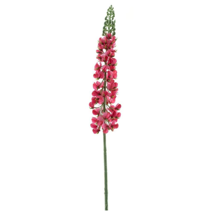 Lupin