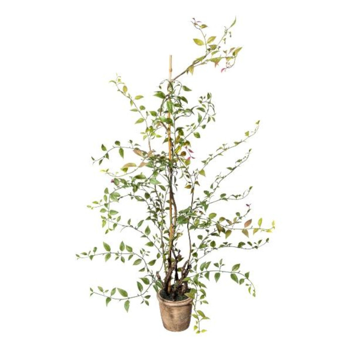 Mühlenbeckia