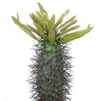 Madagaskarpalm