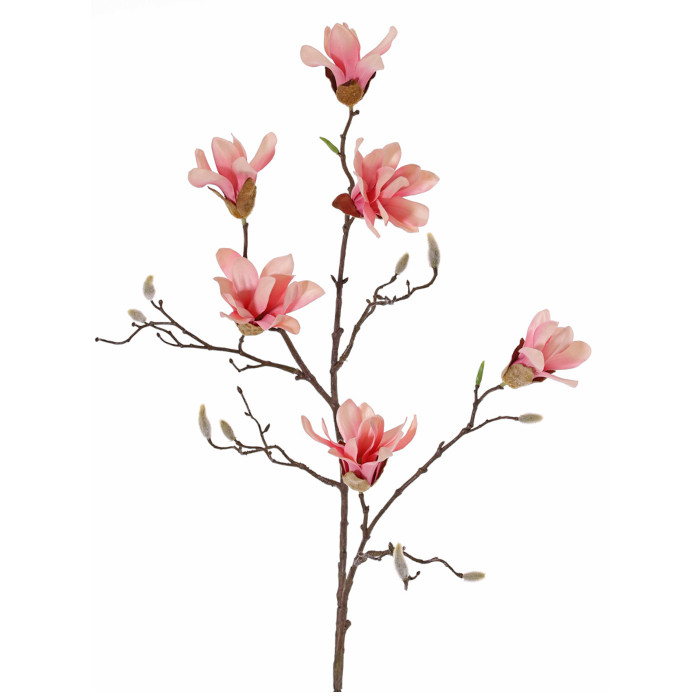 magnolia