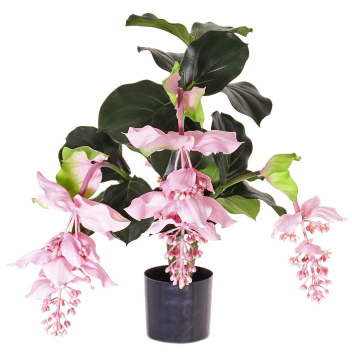 Medinilla