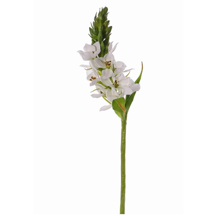 Stjärnlök