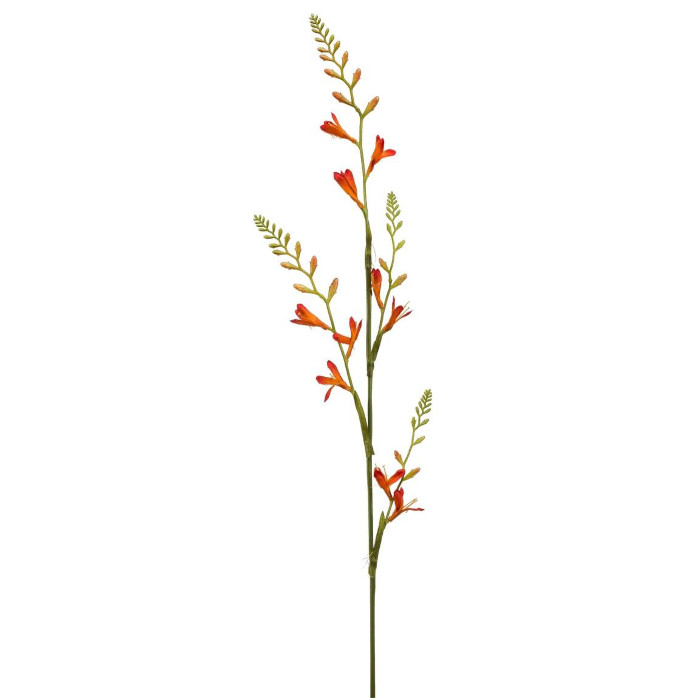 Montbretia