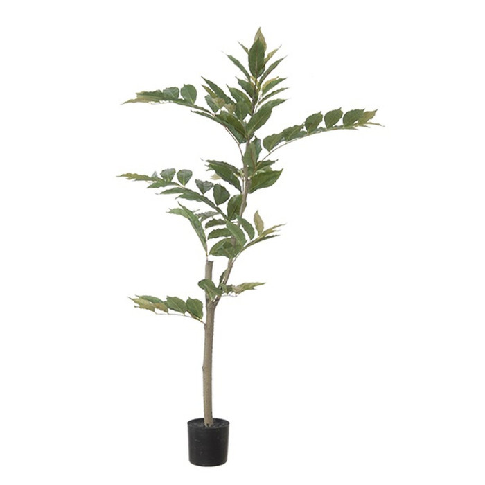 Nandina