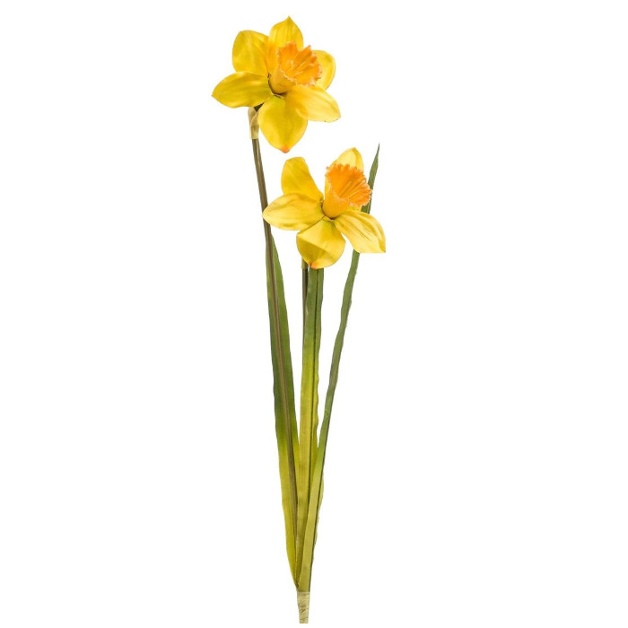 Narcisser