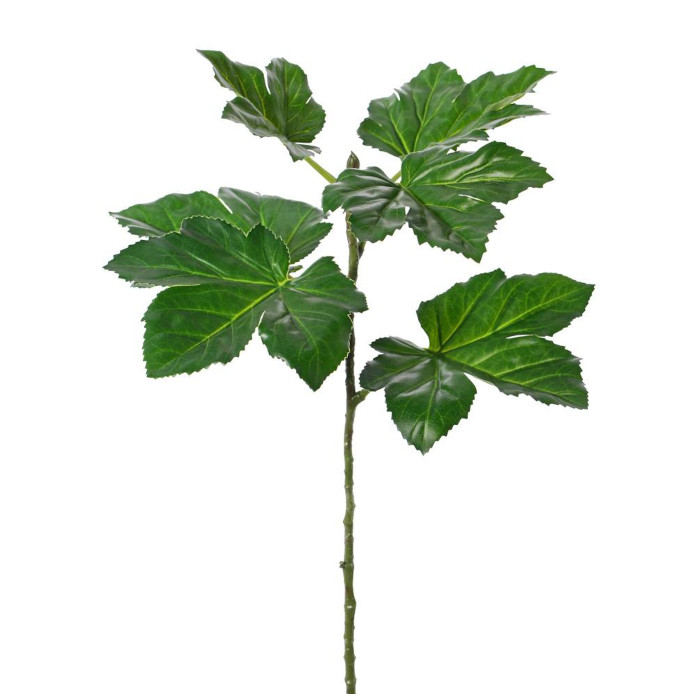 Okra