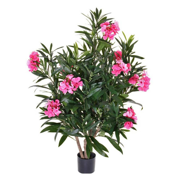 Oleander