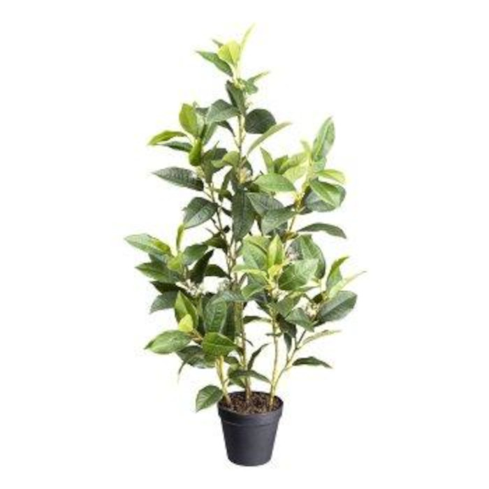 Osmanthus