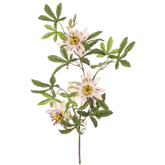 Passionsblommor
