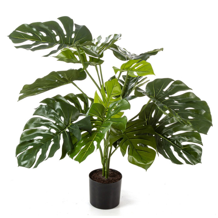 Philodendron