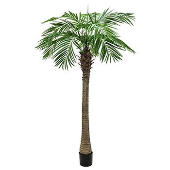 Fenixpalm