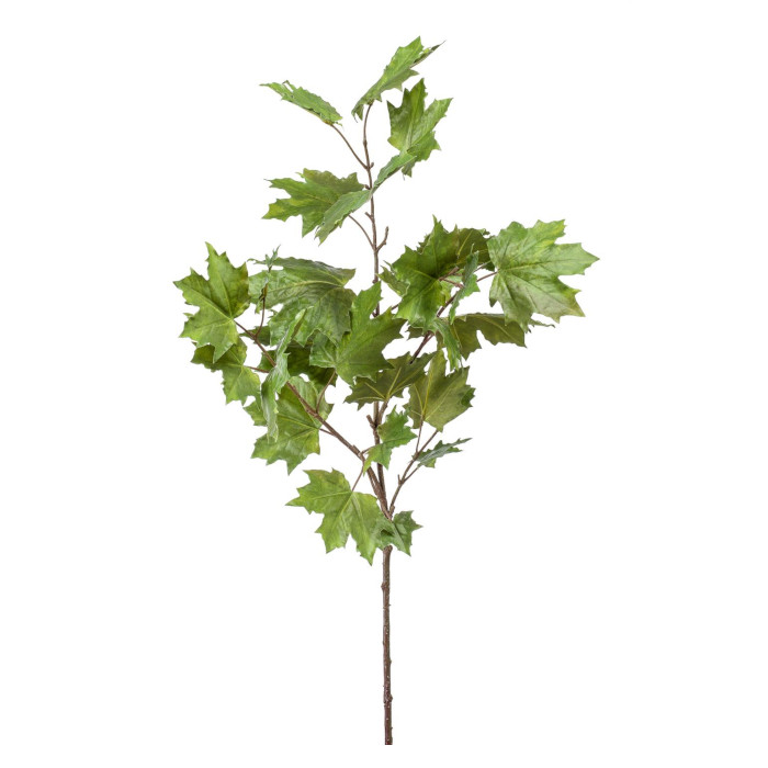 Platan