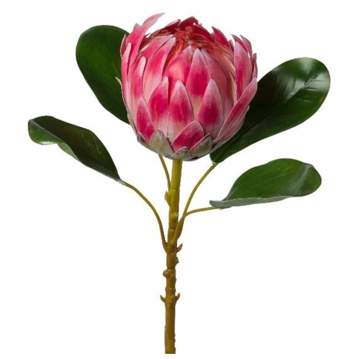 Protea