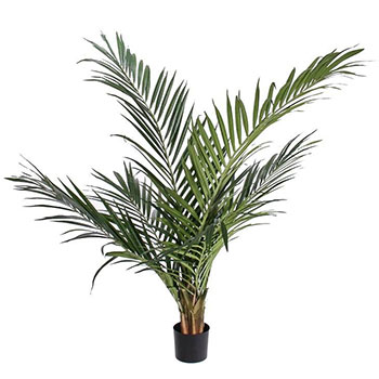 Palm med vit stam