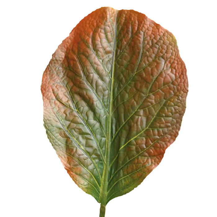 Rabarberplanta