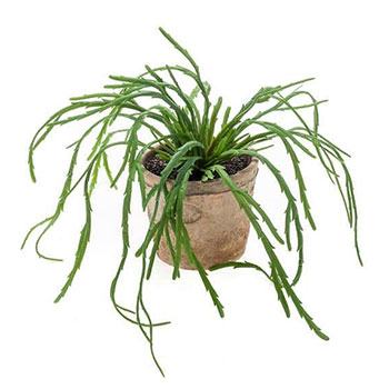 Rhipsalis
