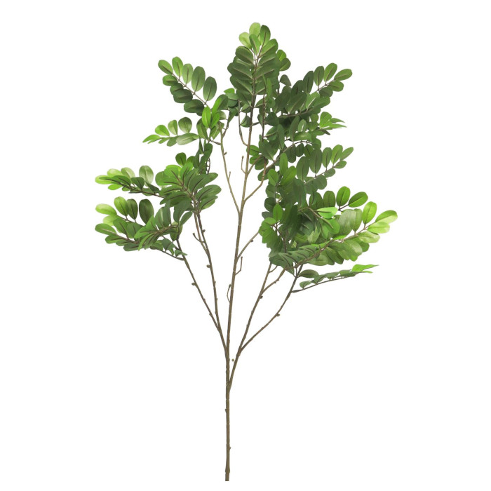 Robinia