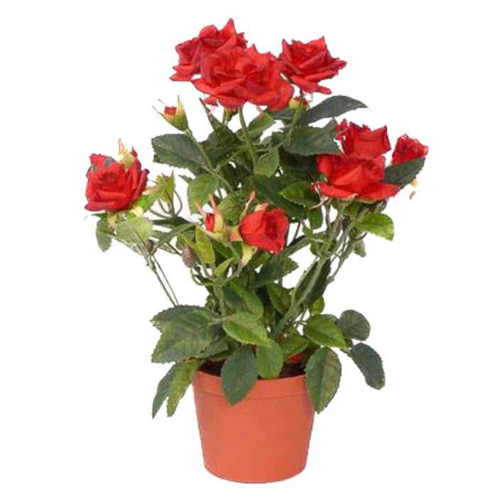 Rosor