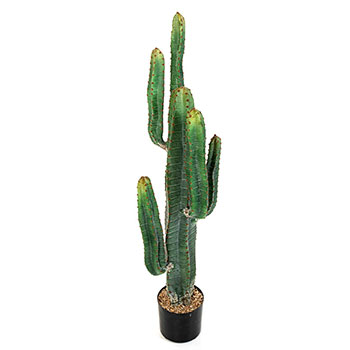 Pelarkaktus