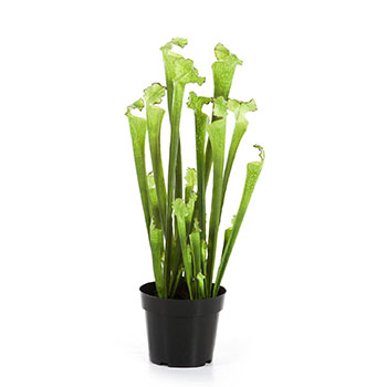Sarracenia