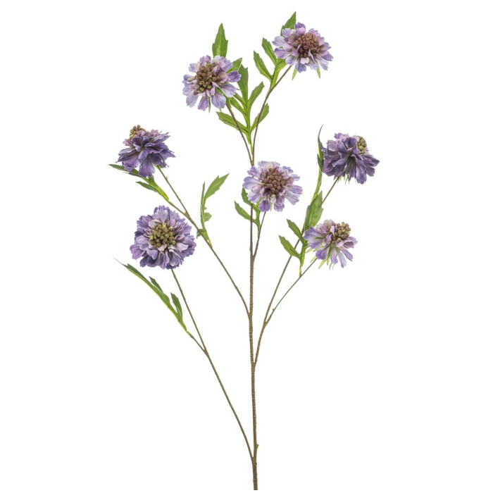 Scabiosa