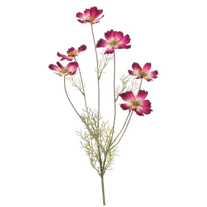 Rosenskära